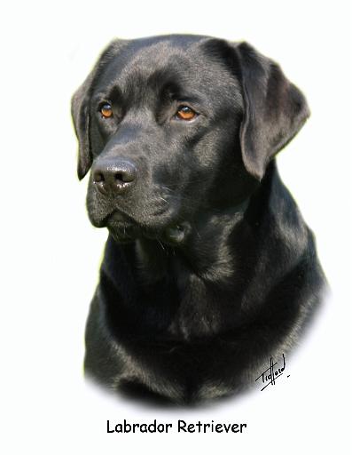 Labrador Retriever 9A054D-23a.jpg